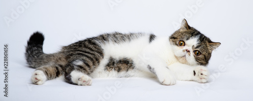 Exotic shorthair cat lying on white studio background