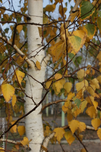 Wallpaper Mural SONY DSC Torontodigital.ca