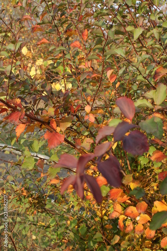 Wallpaper Mural SONY DSC Torontodigital.ca