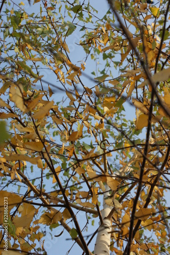 Wallpaper Mural SONY DSC Torontodigital.ca