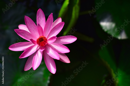 Beautiful pink lotus flower or water lily in a pond with green leaves in the background, In Buddhism lotus is symbolic of purity and usually used for praying