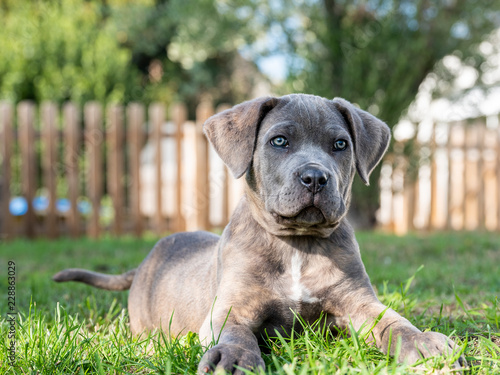 Chiot Cane Corso