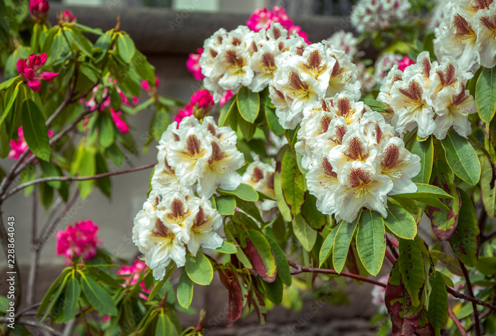 Beautiful colorful – white, brown, yellow and bright pink rhododendron flowers, growing in the garden. Spring blooming nature.