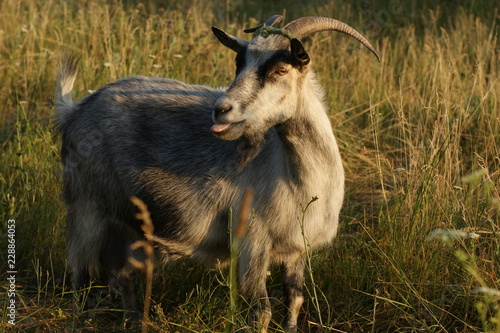 Wallpaper Mural SONY DSC Torontodigital.ca