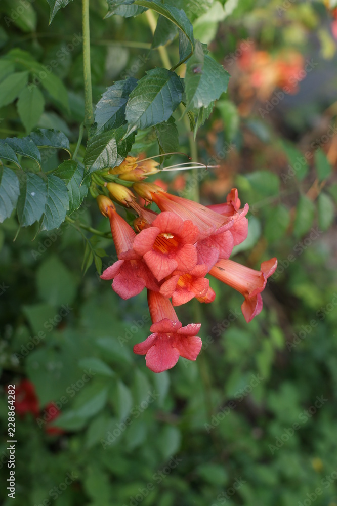 custom made wallpaper toronto digitalSONY DSC