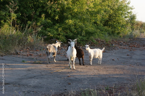 Wallpaper Mural SONY DSC Torontodigital.ca