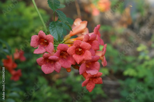 Wallpaper Mural SONY DSC Torontodigital.ca