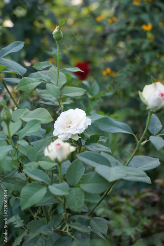 Wallpaper Mural White rose Torontodigital.ca