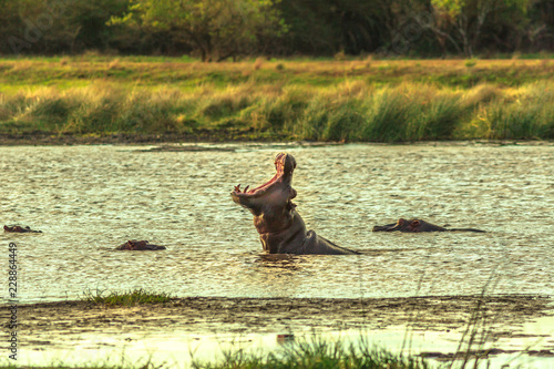 Very angry male with open mouth of Cape hippopotamus or South African hippopotamus in St Lucia Estuary, iSimangaliso Wetland Park, South Africa. The Hippo is a most dangerous mammal in Africa.