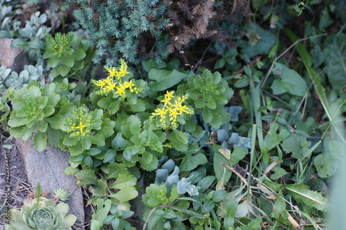 Wallpaper Mural SONY DSC Torontodigital.ca