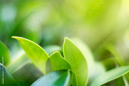 close up green leaf background from natural