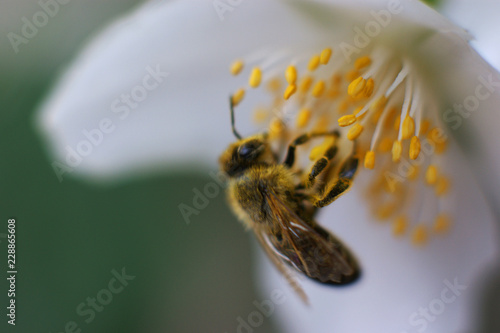 Wallpaper Mural SONY DSC Torontodigital.ca