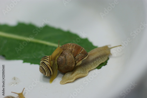 Wallpaper Mural SONY DSC Torontodigital.ca