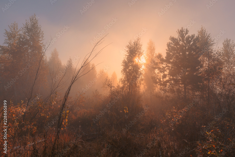 Beautiful foggy sunrise in autumn forest meadow among high grass and trees.