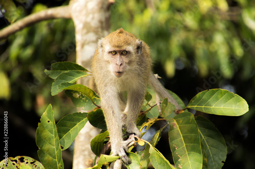 Scimmie nella giungla © Mik76