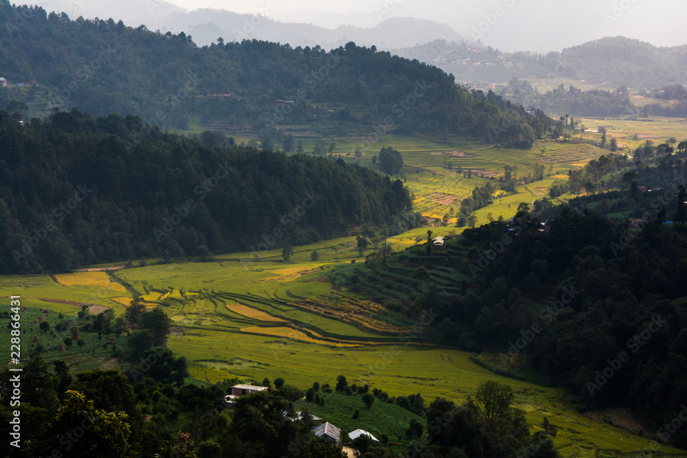 Nepal rice paddy field and village hill