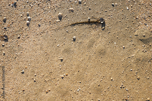 Picture of a sandstone shell. photo