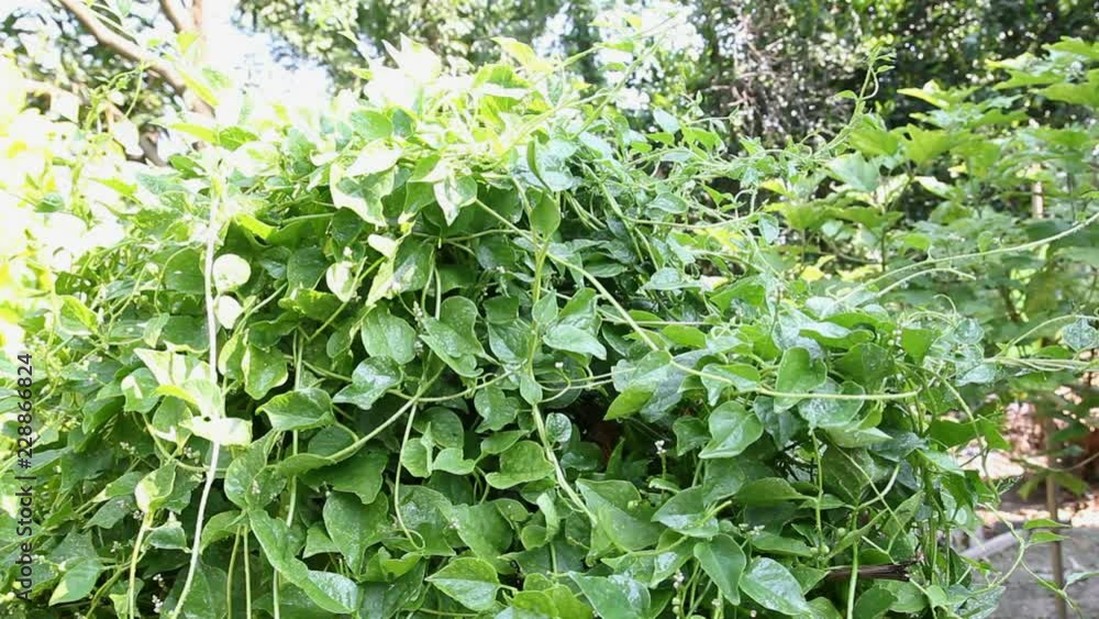 Watering and Collecting vegetables Basella alba,video clips Watering and Collecting vegetables Basella alba,video clips