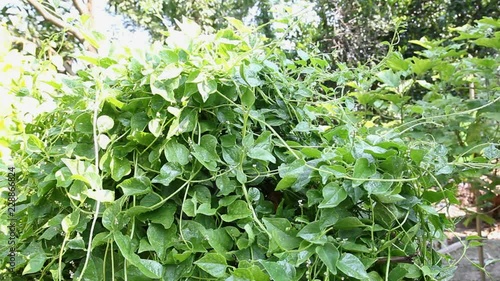 Watering and Collecting vegetables Basella alba,video clips