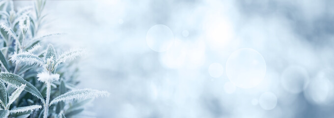 Ice flowers in winter