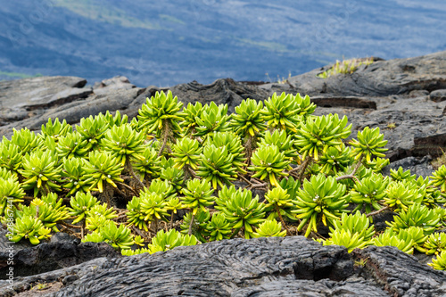 Beach Naupaka plant (scaevola taccada) growing on black volcanic lava near shoreline on the Big Island of Hawaii. Volcano National Park's Chain of Craters Road.  photo