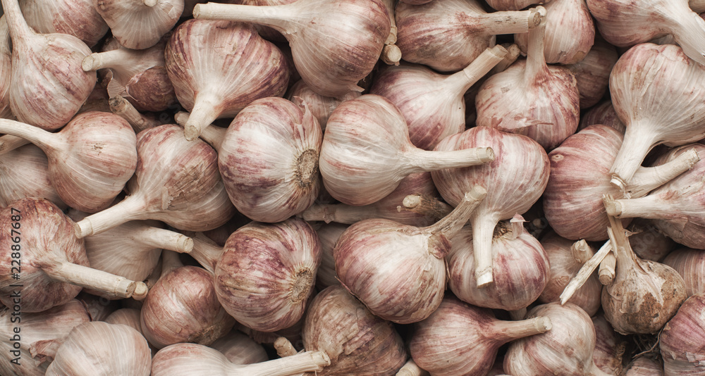 heap of fresh raw garlic background