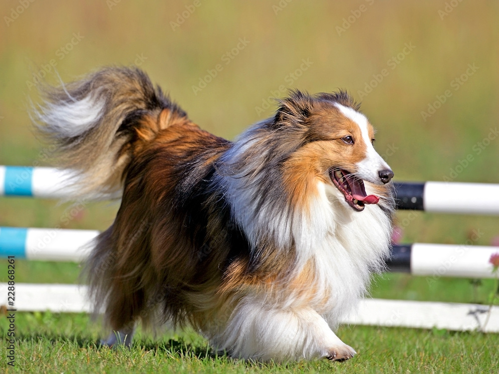 Shetland Sheepdog running on Agility Course. Shetland Sheepdog running on Agility Course.