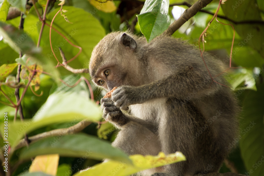 Fototapeta premium Scimmie nella giungla