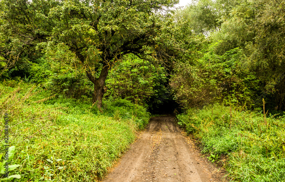 Fototapeta premium way in forest