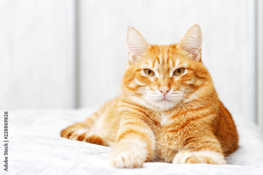 Closeup portrait of ginger cat lying on a bed and looking straight ahead directly into the camera against white blurred background. Shallow focus.