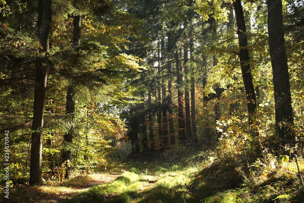 Obraz premium Path through the autumn forest