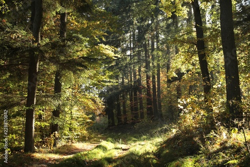 Path through the autumn forest