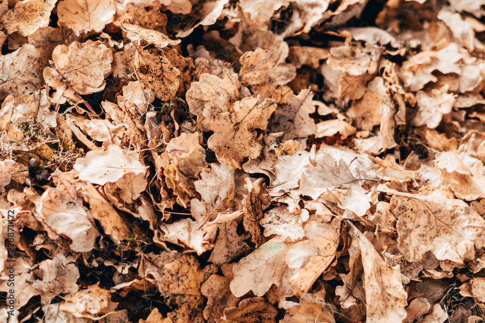 Yellowed and wilted oak leaves on an autumn afternoon in October