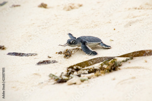 Tartarughine vanno al mare