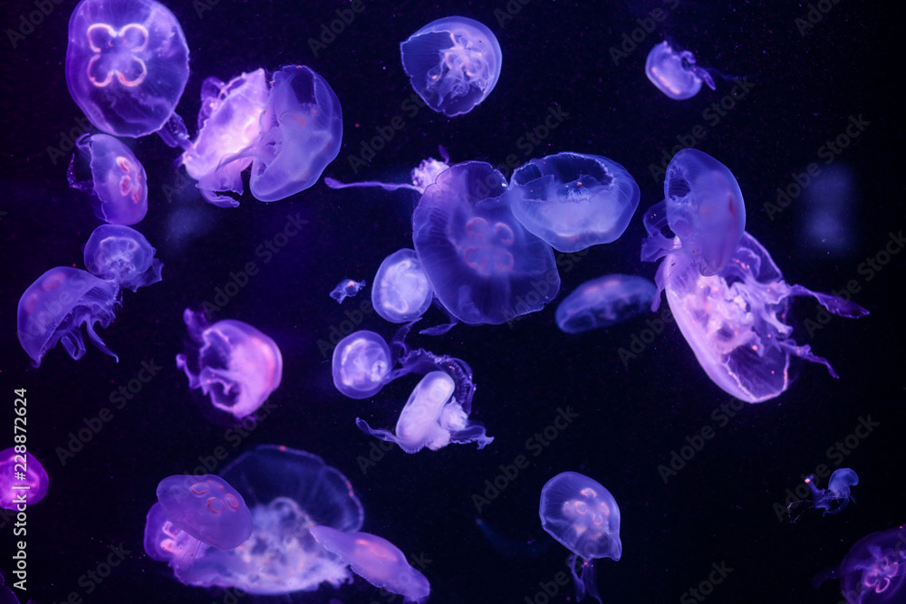 Many jellyfish in the water. Underwater world Many jellyfish in the water. Underwater world