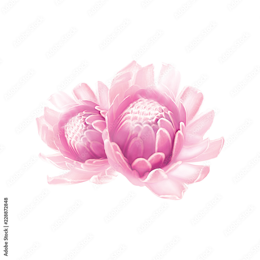 Flower isolated photo white background path Flower isolated photo white background path