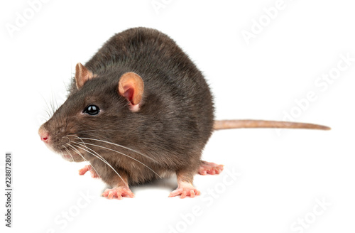 Grey rat isolated