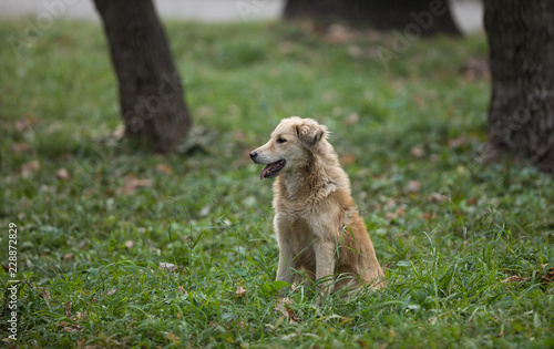 homeless stray dog in the park