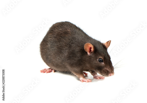 Grey rat isolated