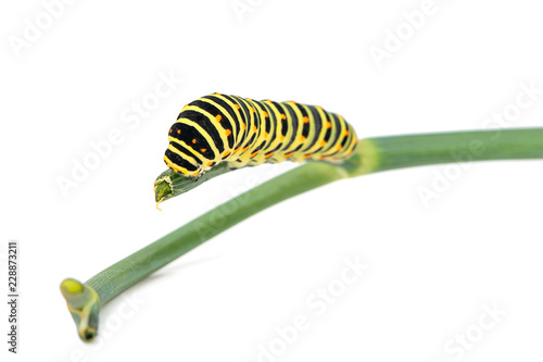 Swallowtail caterpillar on branch