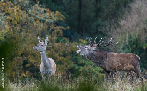 Roaring red stag deer during autumn rutting season