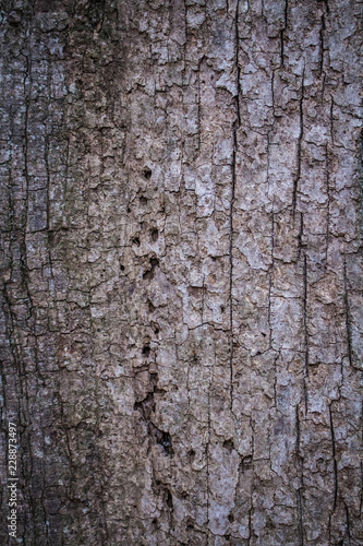 Fototapeta Naklejka Na Ścianę i Meble -  Closeup of Tree Bark