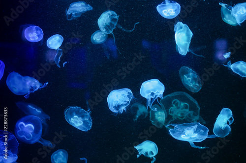 Many jellyfish in the water. Underwater world © Alexander