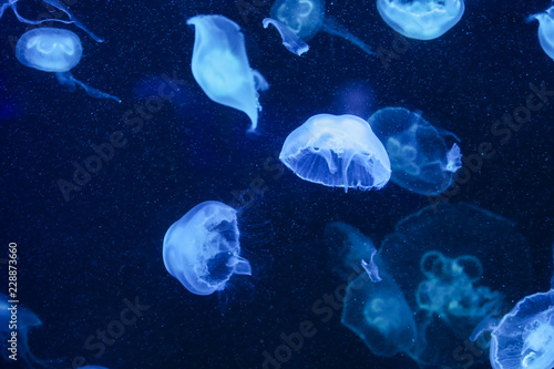 Many jellyfish in the water. Underwater world