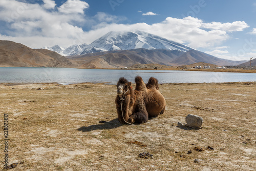 Brown camel sitting in front of mount Muztagata Mountain, Xinjiang Province (China, Asia). The lake in the background is Lake Karakul, nearby is the famous Karakorum Highway.  photo