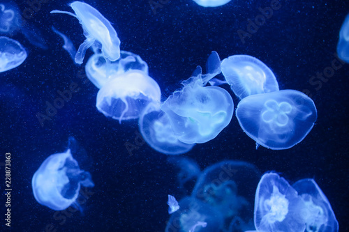 Many jellyfish in the water. Underwater world