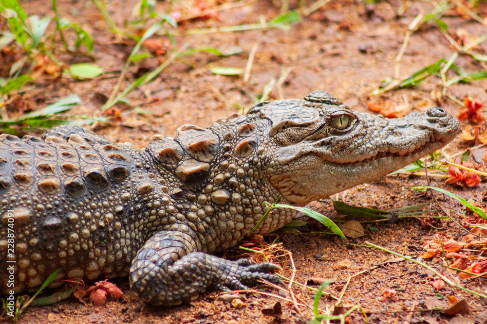 Crocodile crawling on the ground at Arignar Zoo in Chennai, India Crocodile crawling on the ground at Arignar Zoo in Chennai, India