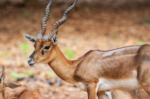 Quadro em tela Deer at Arignar Anna Zoo in Chennai, India
