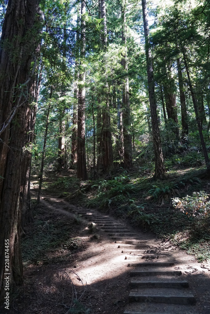Fototapeta premium Redwood Wald in Kalifornien | USA