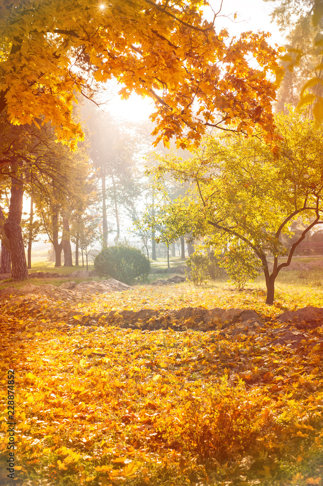 Autumnal background of park